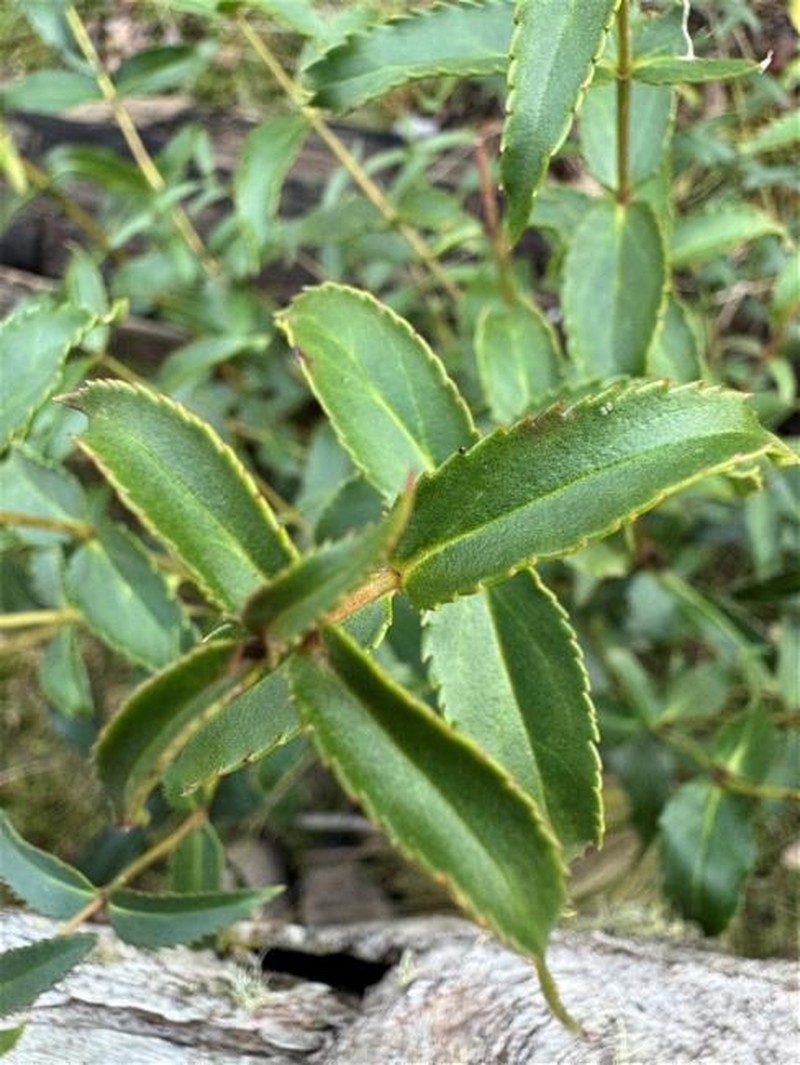Veronica derwentiana subsp. derwentiana photo 3