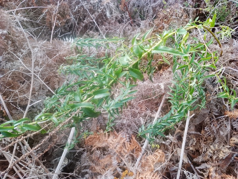 Veronica derwentiana subsp. derwentiana photo 4