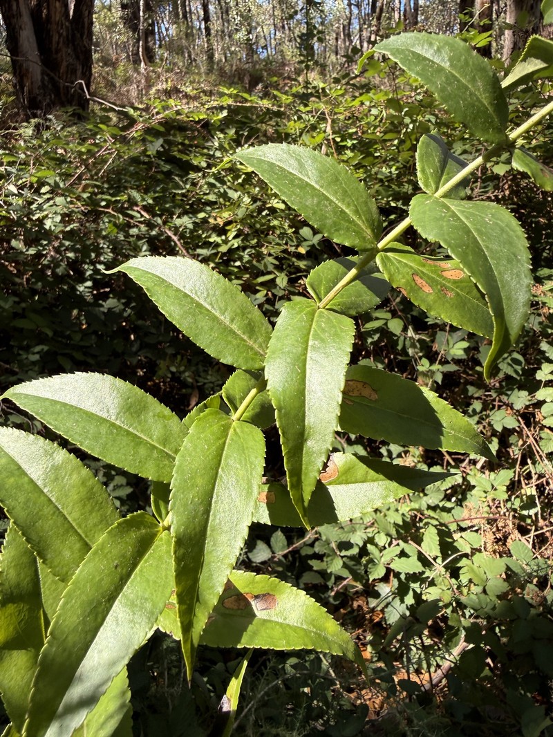Veronica derwentiana subsp. homalodonta