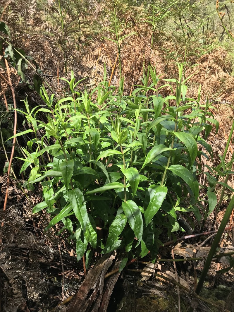 Veronica derwentiana subsp. homalodonta photo 3