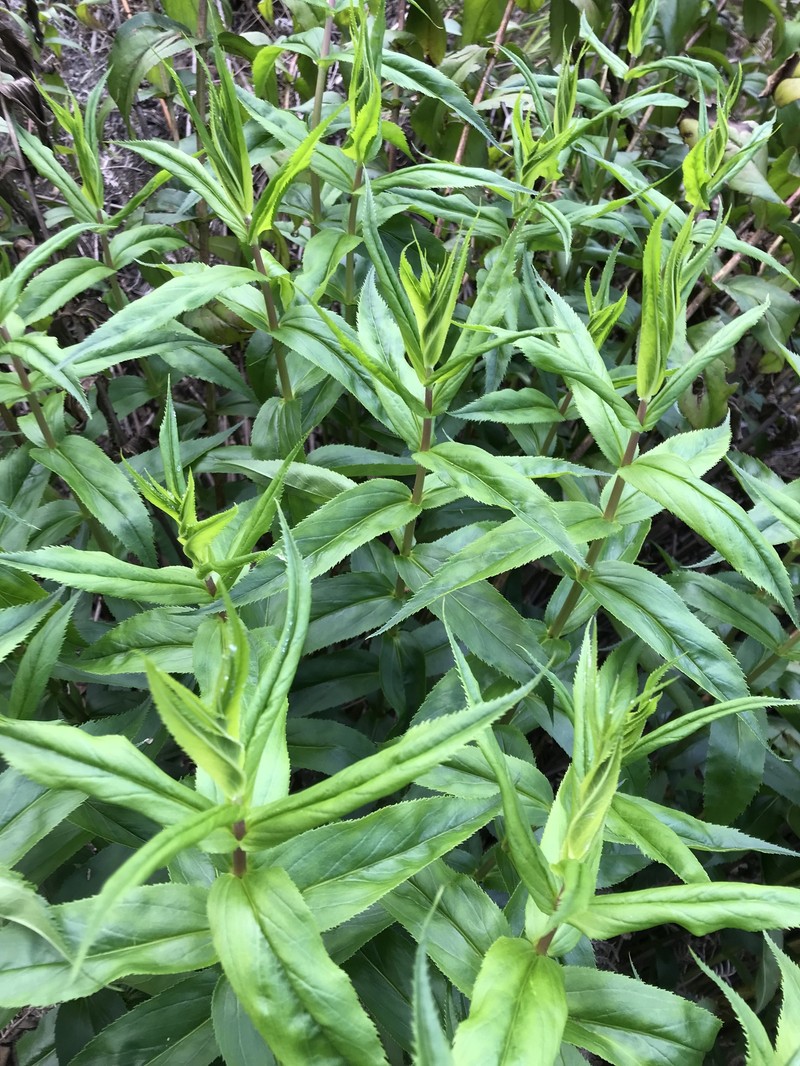 Veronica derwentiana subsp. homalodonta photo 4