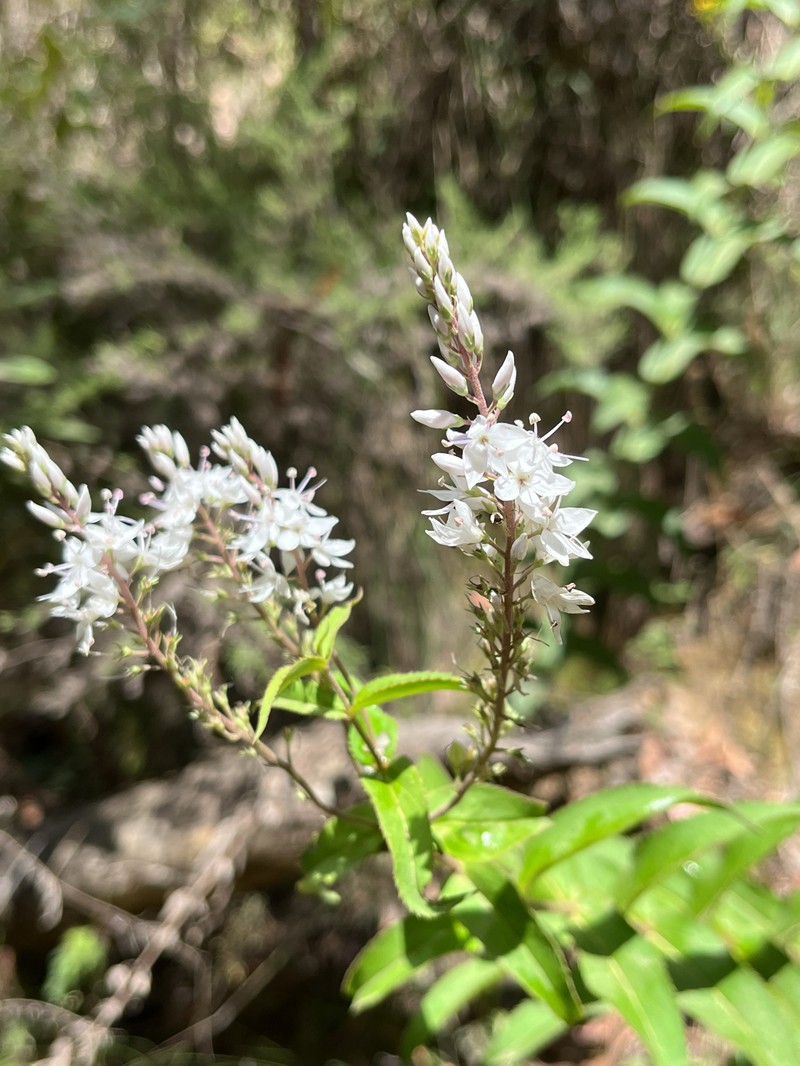 Veronica derwentiana subsp. maideniana