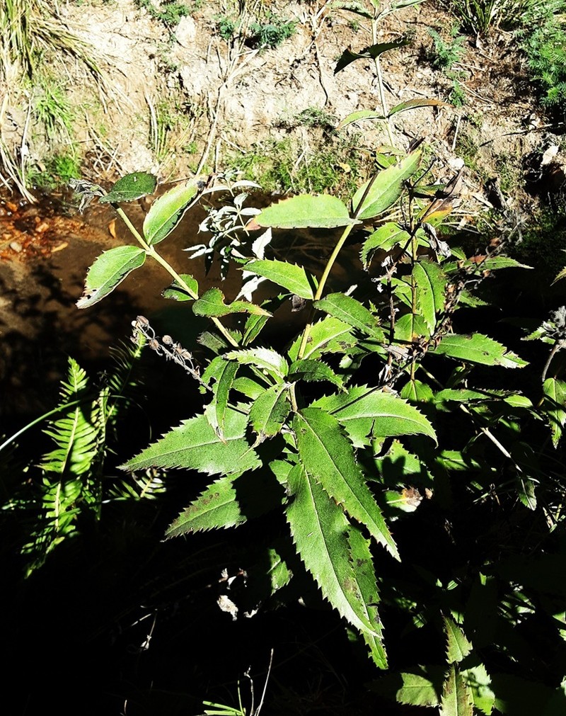 Veronica derwentiana subsp. subglauca