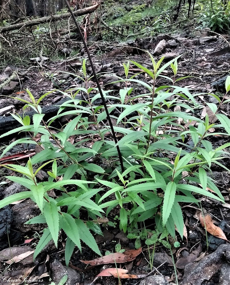 Veronica derwentiana subsp. subglauca photo 3