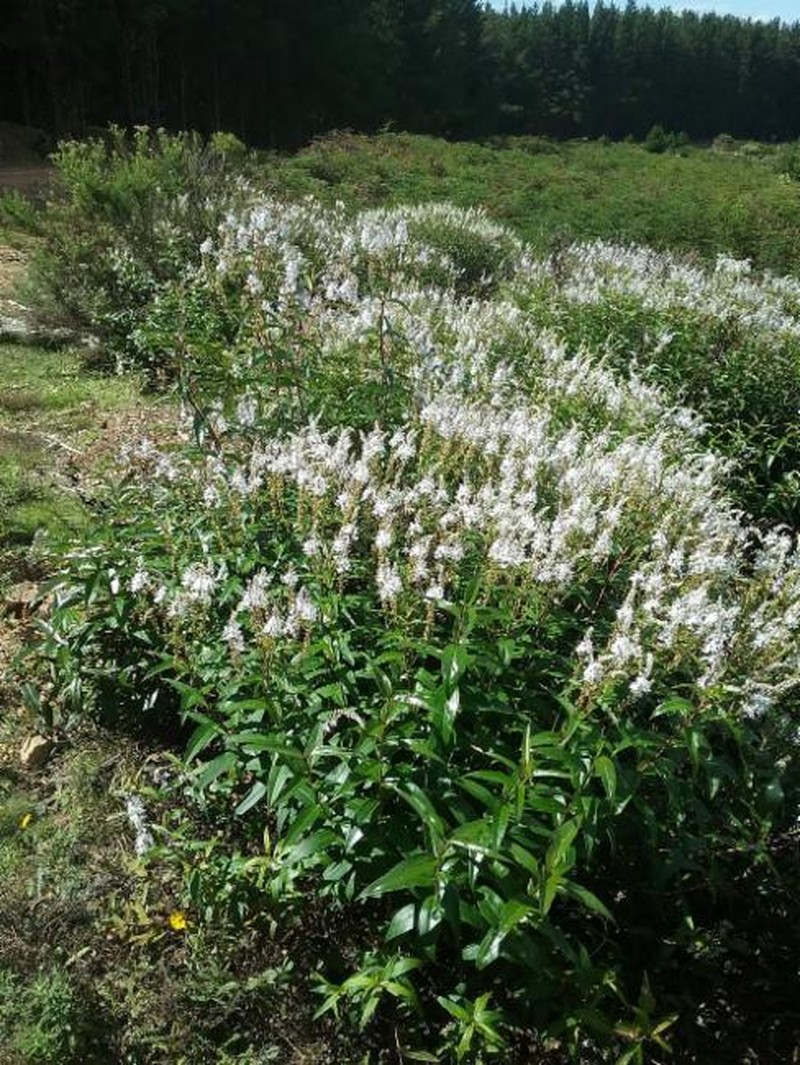 Veronica derwentiana subsp. subglauca photo 4