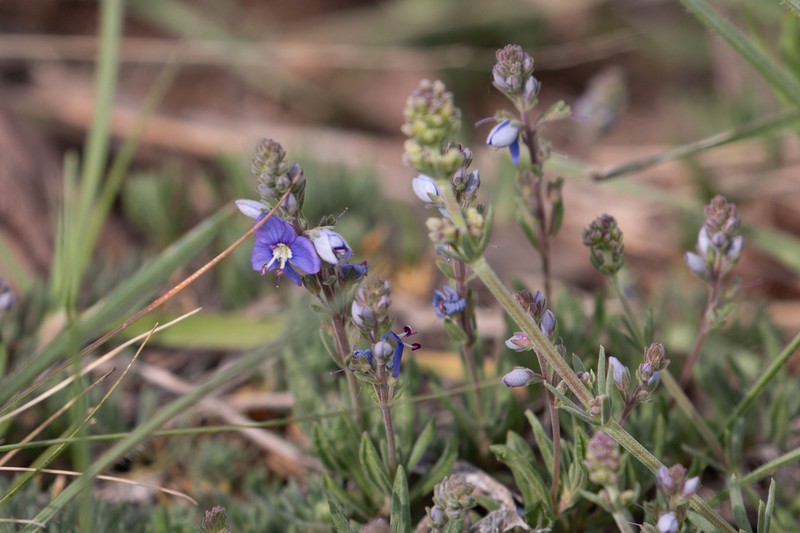 Veronica dichrus photo 6