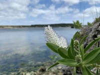 Veronica dieffenbachii