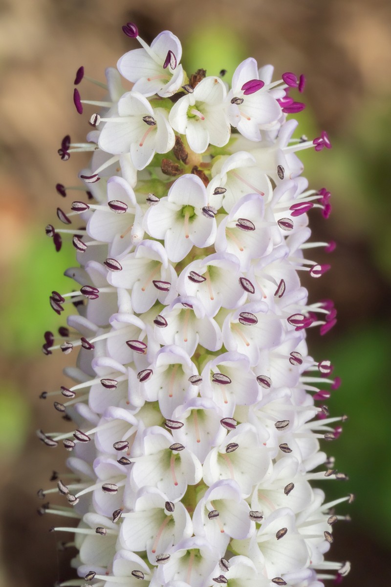 Veronica dieffenbachii photo 2