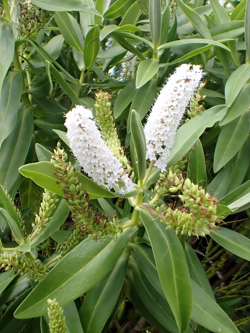 Veronica dieffenbachii photo 4
