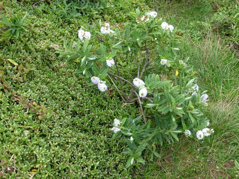 Veronica dieffenbachii photo 7