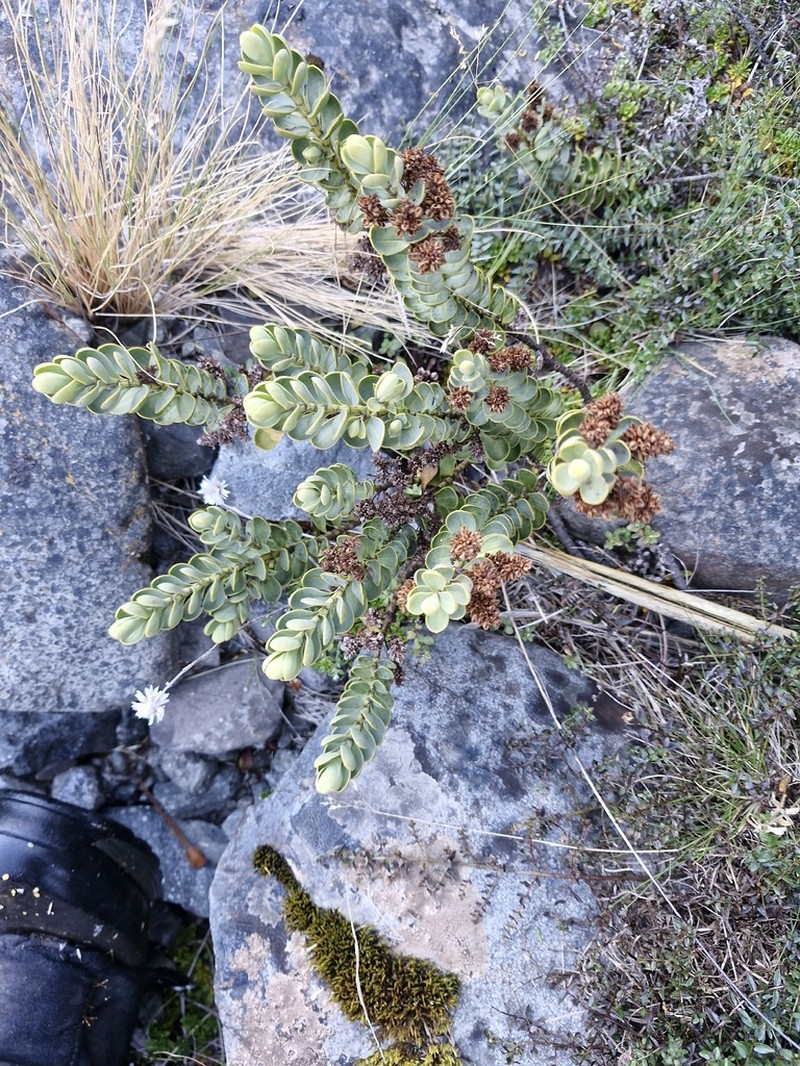 Veronica dilatata photo 3
