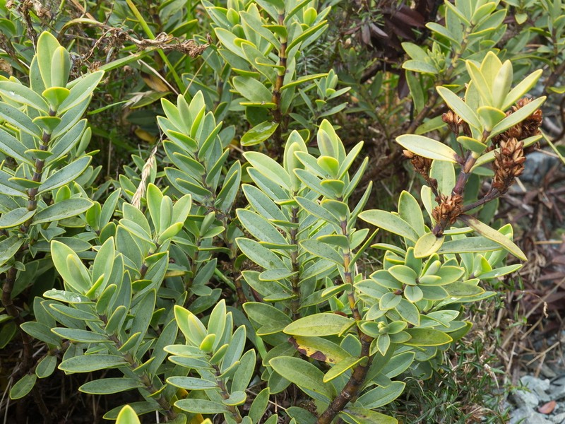 Veronica dilatata photo 6