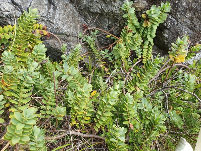 Veronica dilatata photo 8