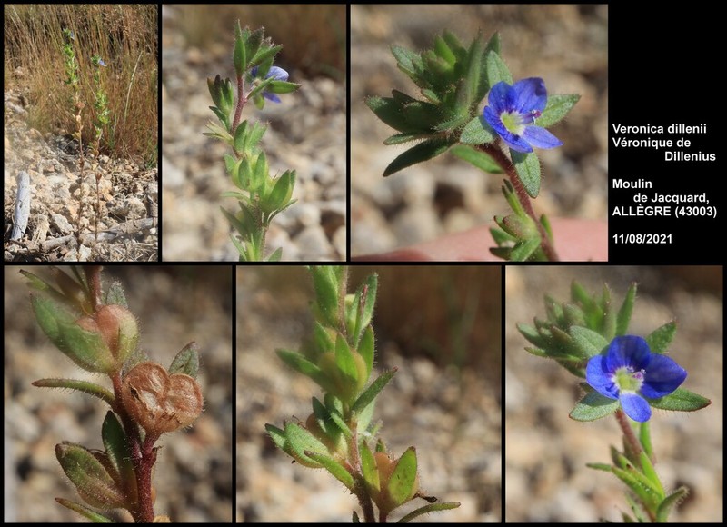 Dillenius' Speedwell photo 3