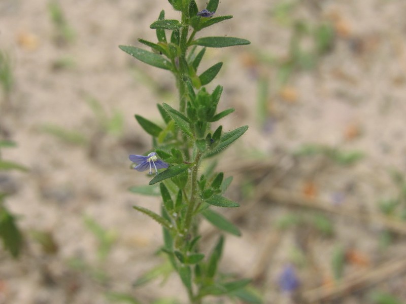 Dillenius' Speedwell photo 4