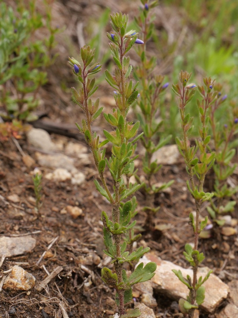 Dillenius' Speedwell photo 5