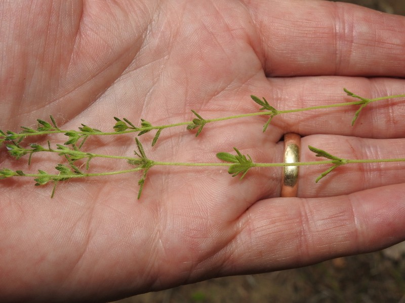 Dillenius' Speedwell photo 6