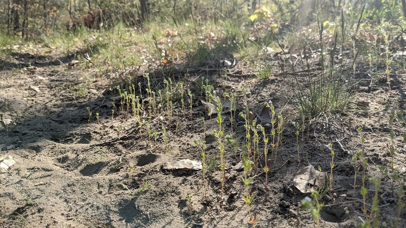 Dillenius' Speedwell photo 7