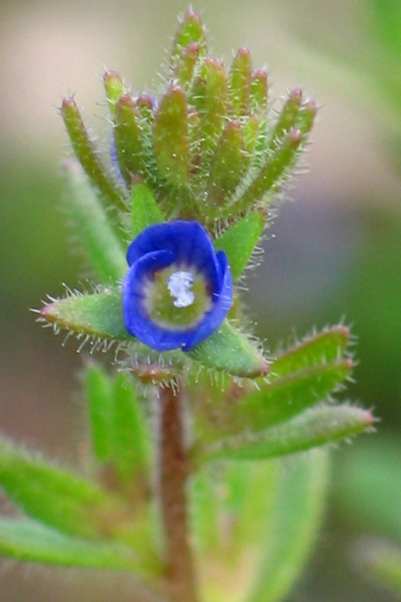 Dillenius' Speedwell