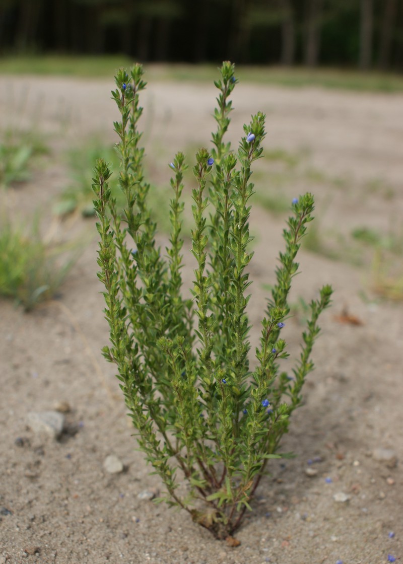 Dillenius' Speedwell photo 2