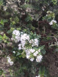 Veronica diosmifolia