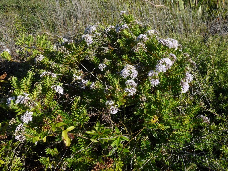 Veronica diosmifolia photo 2