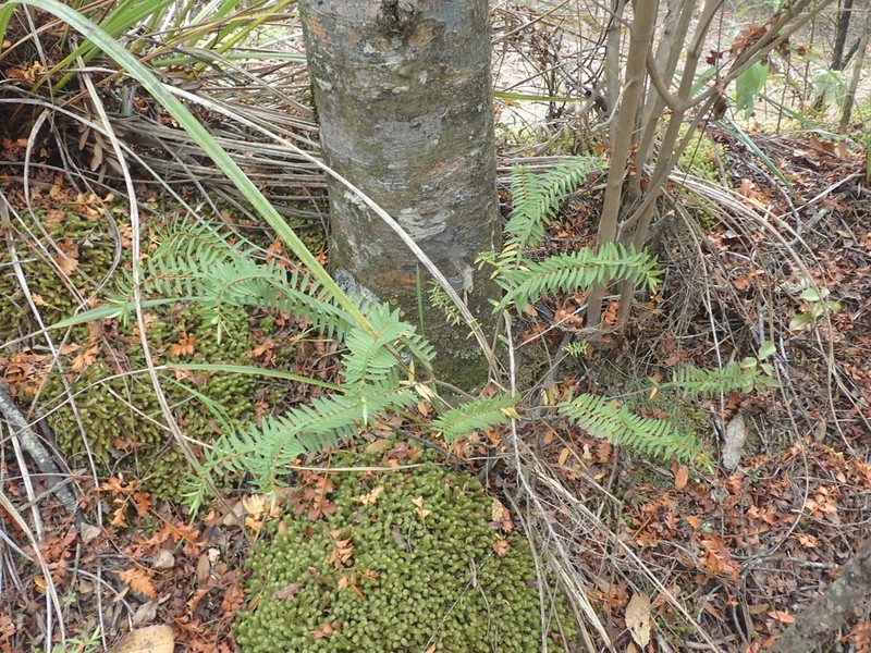 Veronica diosmifolia photo 3
