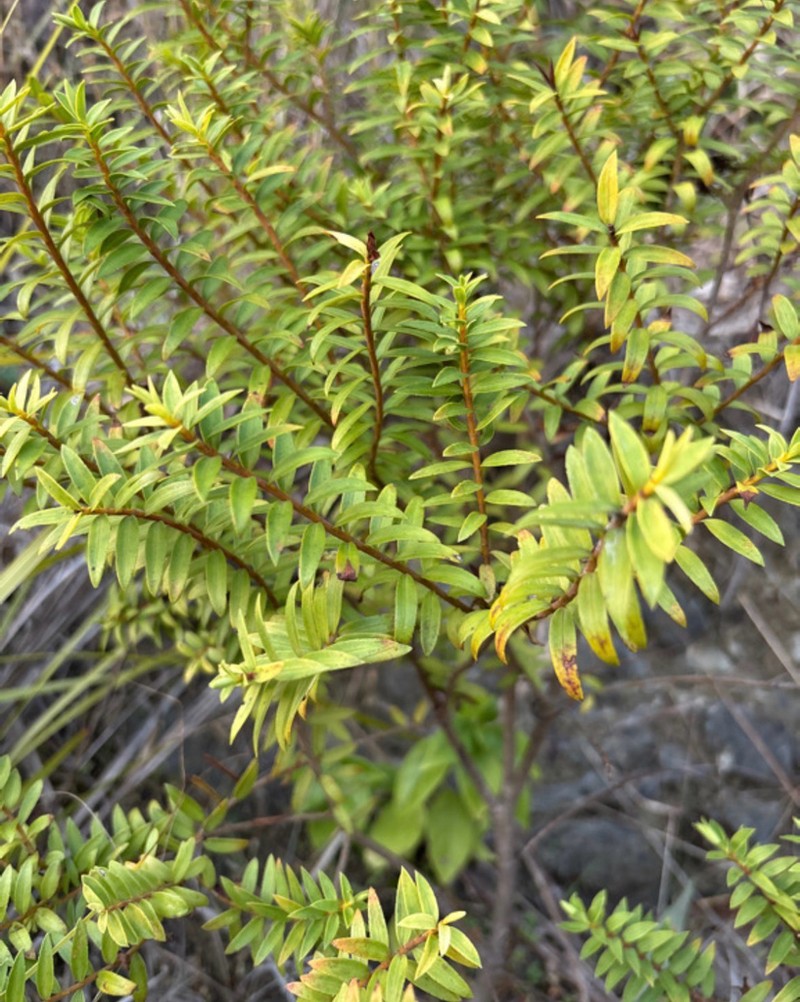 Veronica diosmifolia photo 5