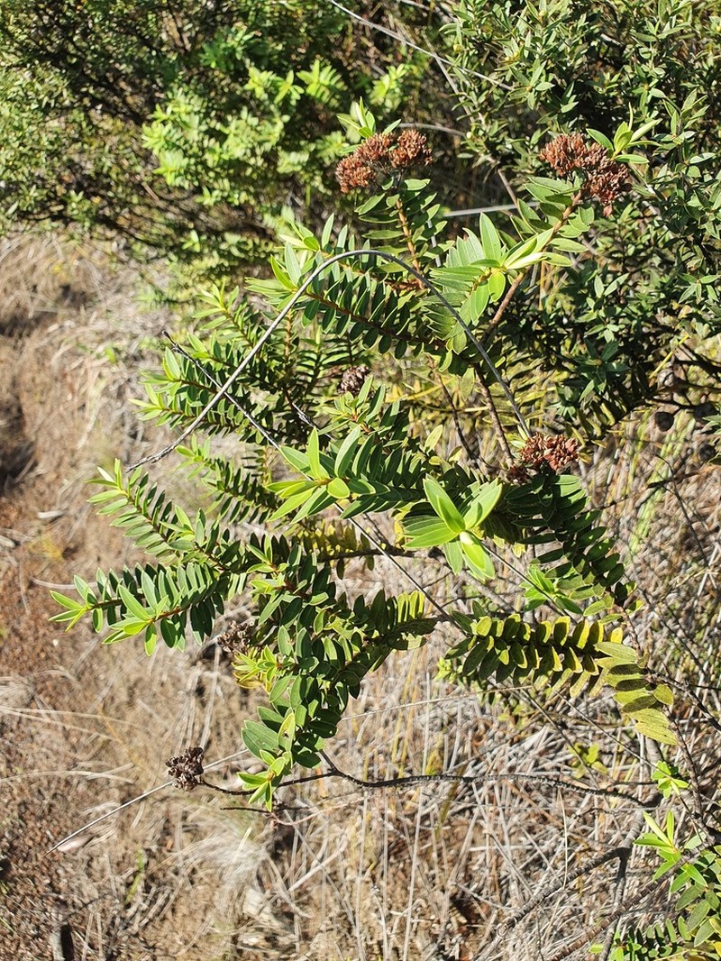 Veronica diosmifolia photo 8