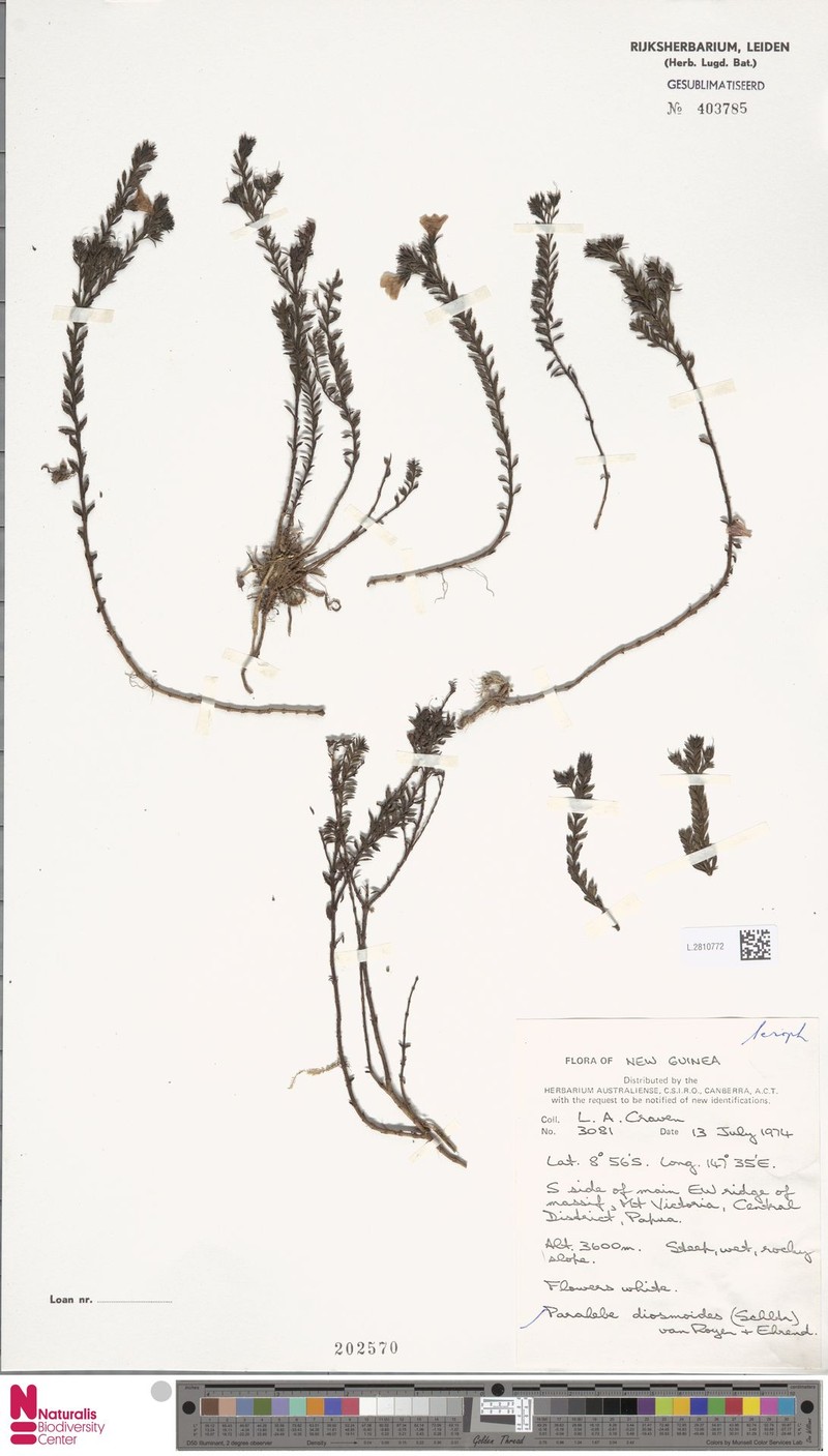 Veronica diosmoides