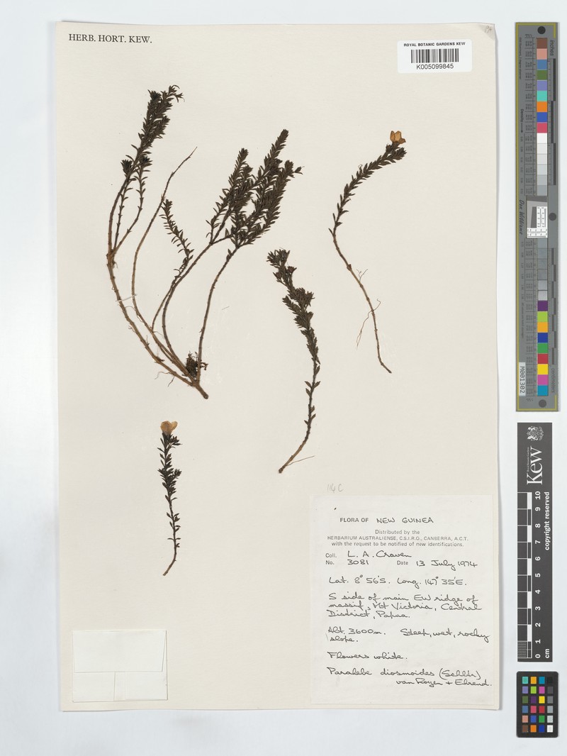 Veronica diosmoides photo 2