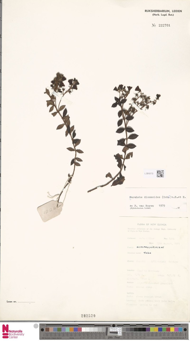 Veronica diosmoides photo 3