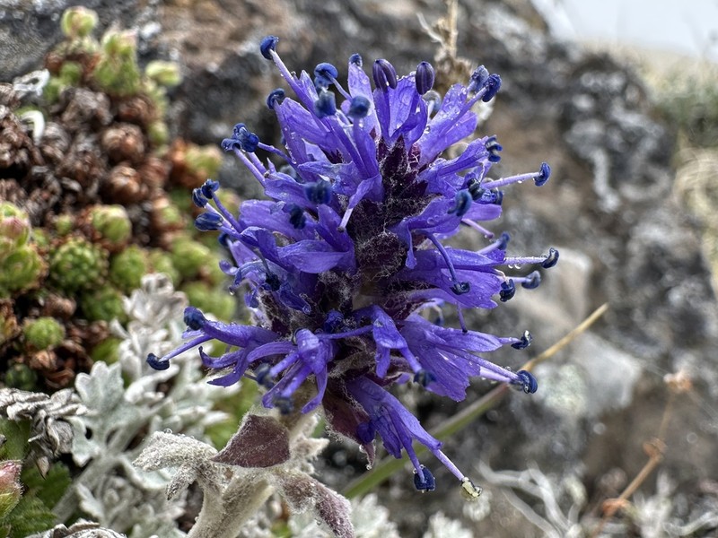 Veronica dissecta photo 3