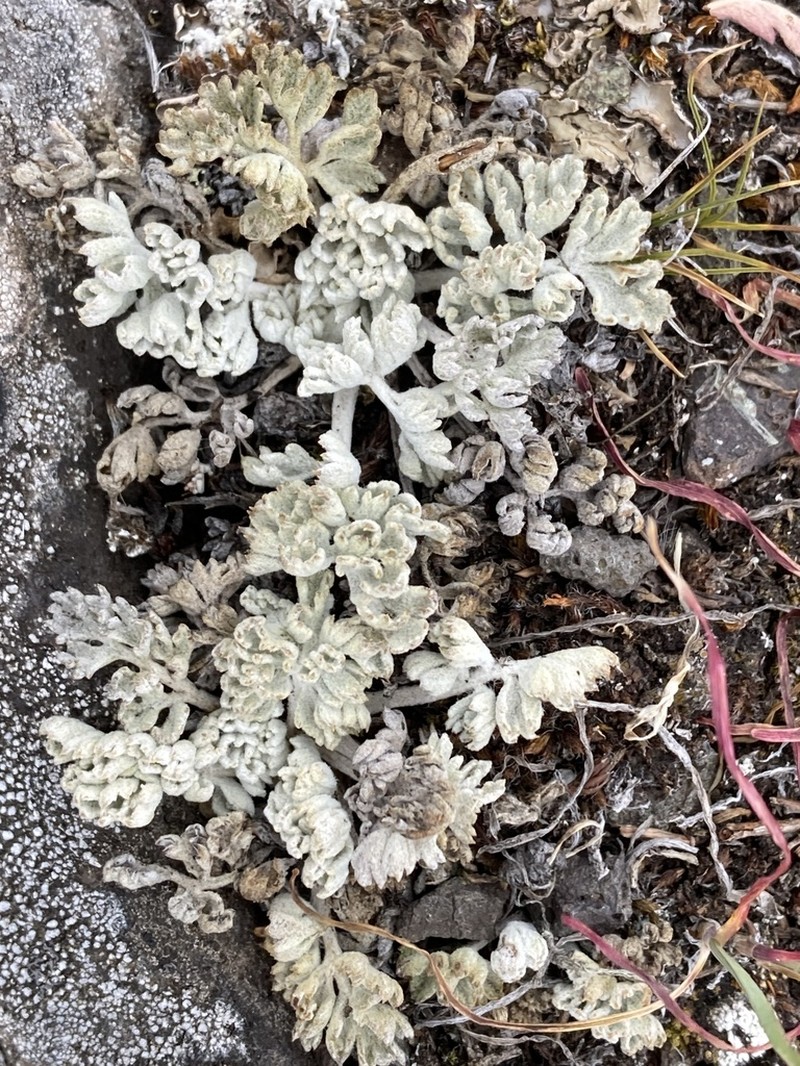 Veronica dissecta photo 6