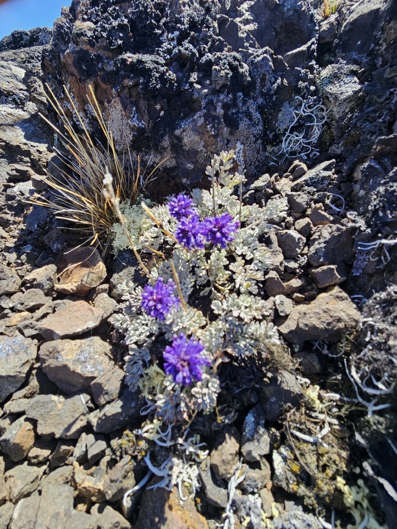 Veronica dissecta subsp. lanuginosa