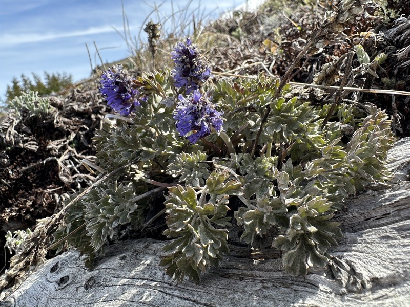 Veronica dissecta subsp. lanuginosa photo 4