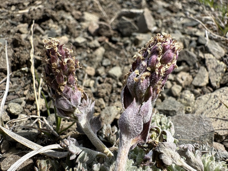 Veronica dissecta subsp. lanuginosa photo 5