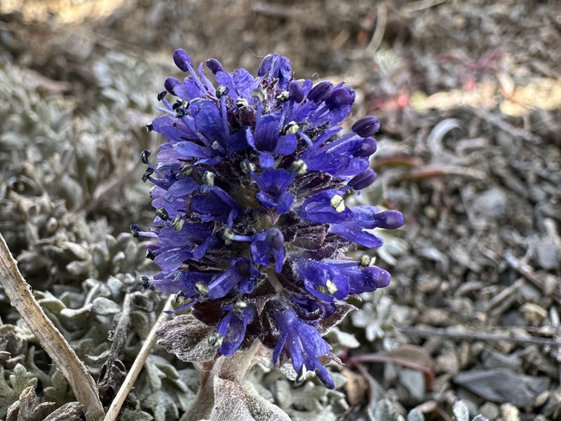 Veronica dissecta subsp. lanuginosa photo 7