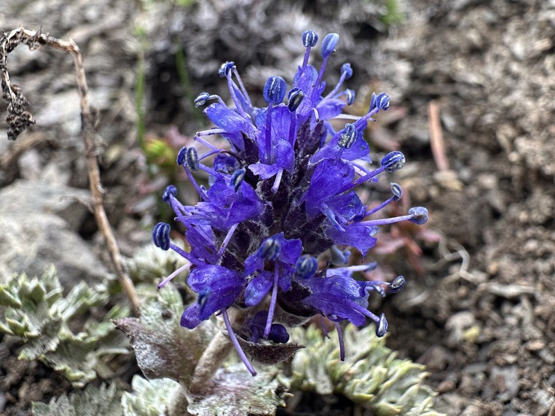 Veronica dissecta subsp. lanuginosa photo 8