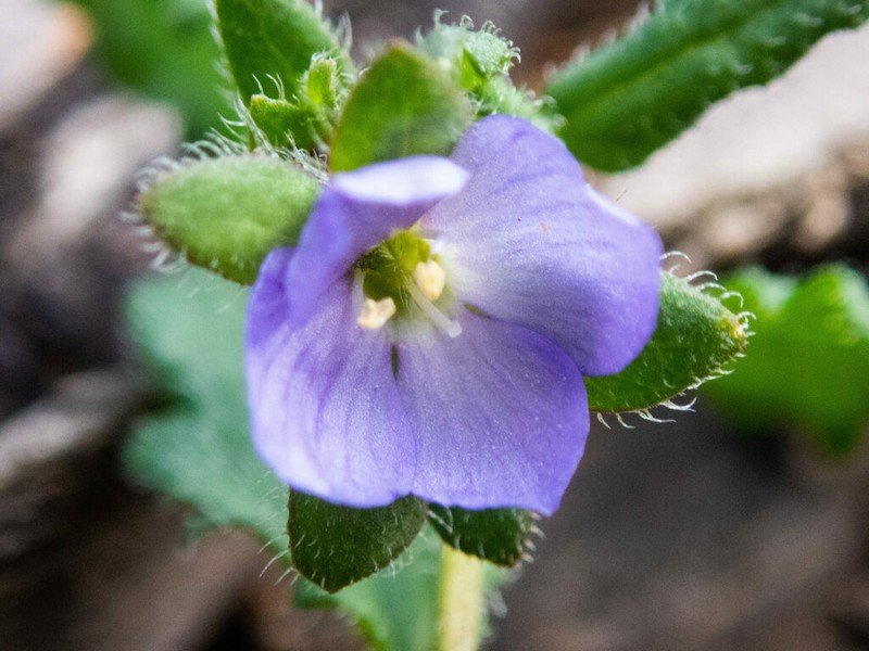 Veronica distans photo 3