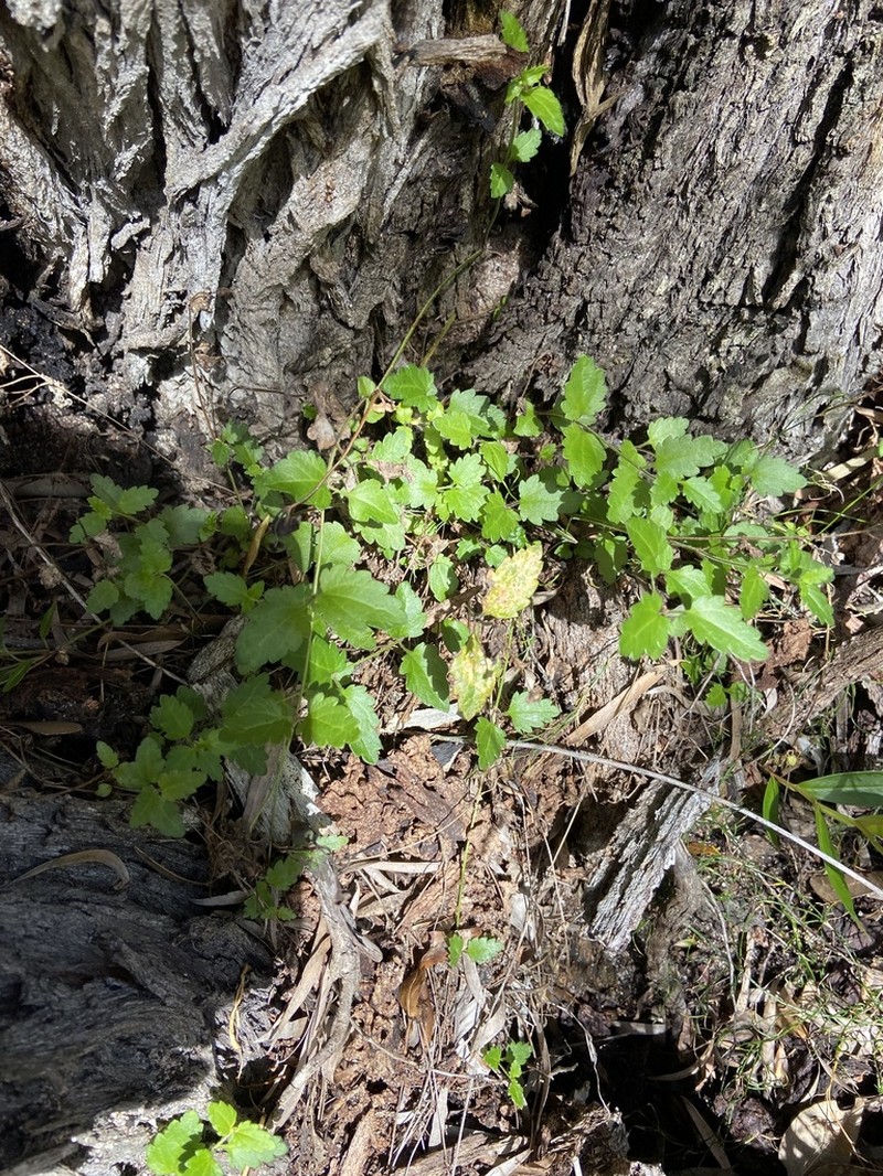 Veronica distans photo 4