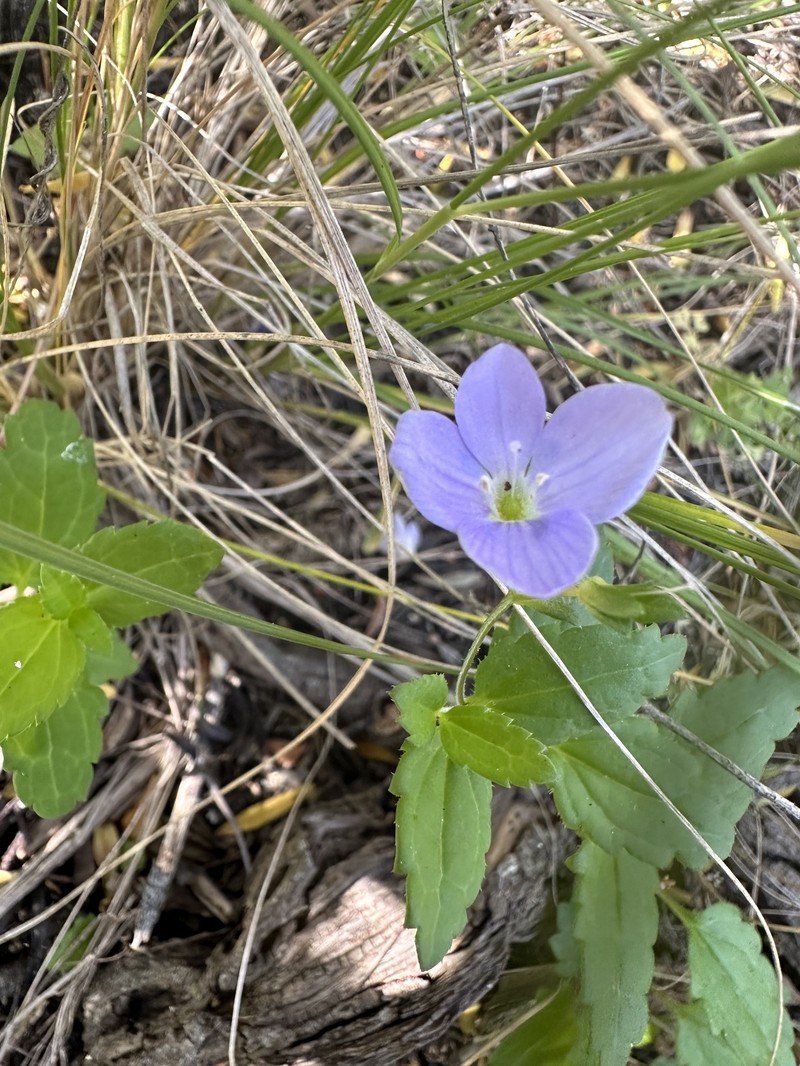 Veronica distans photo 5