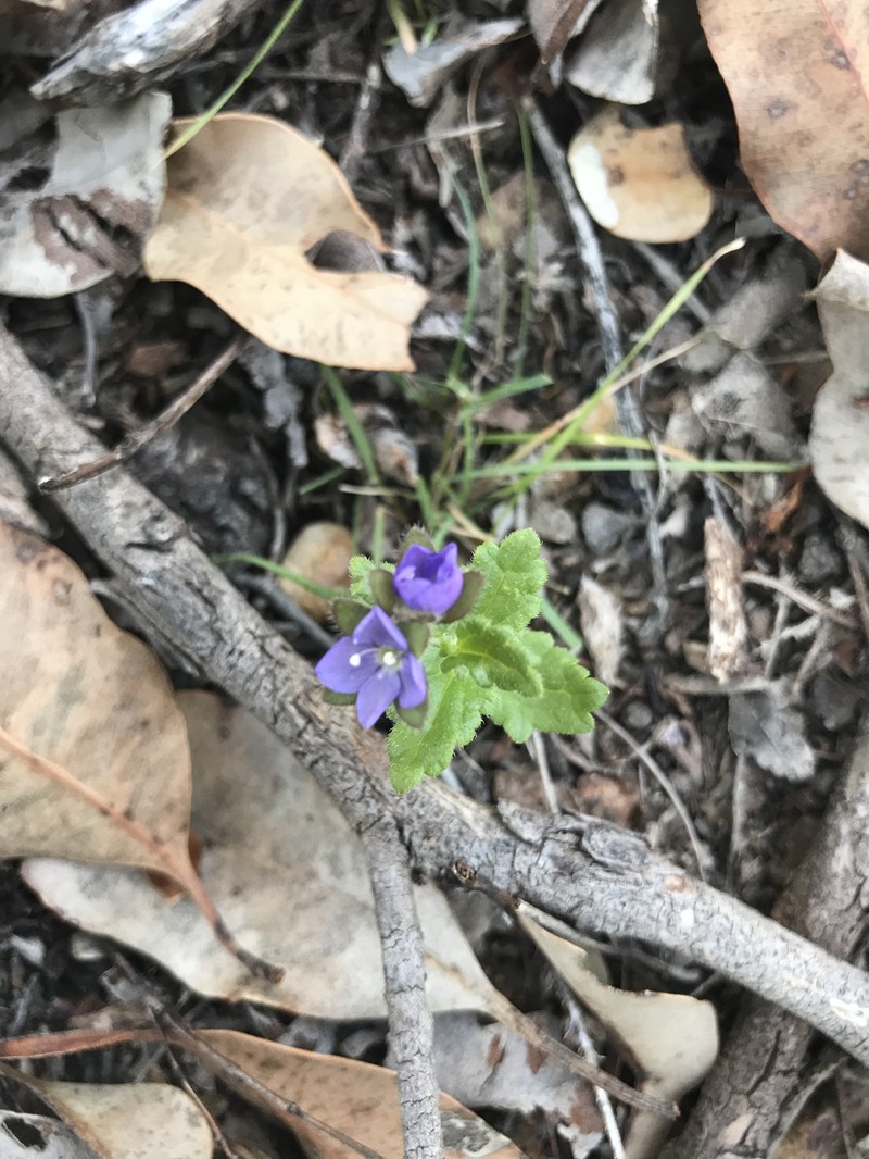 Veronica distans photo 6
