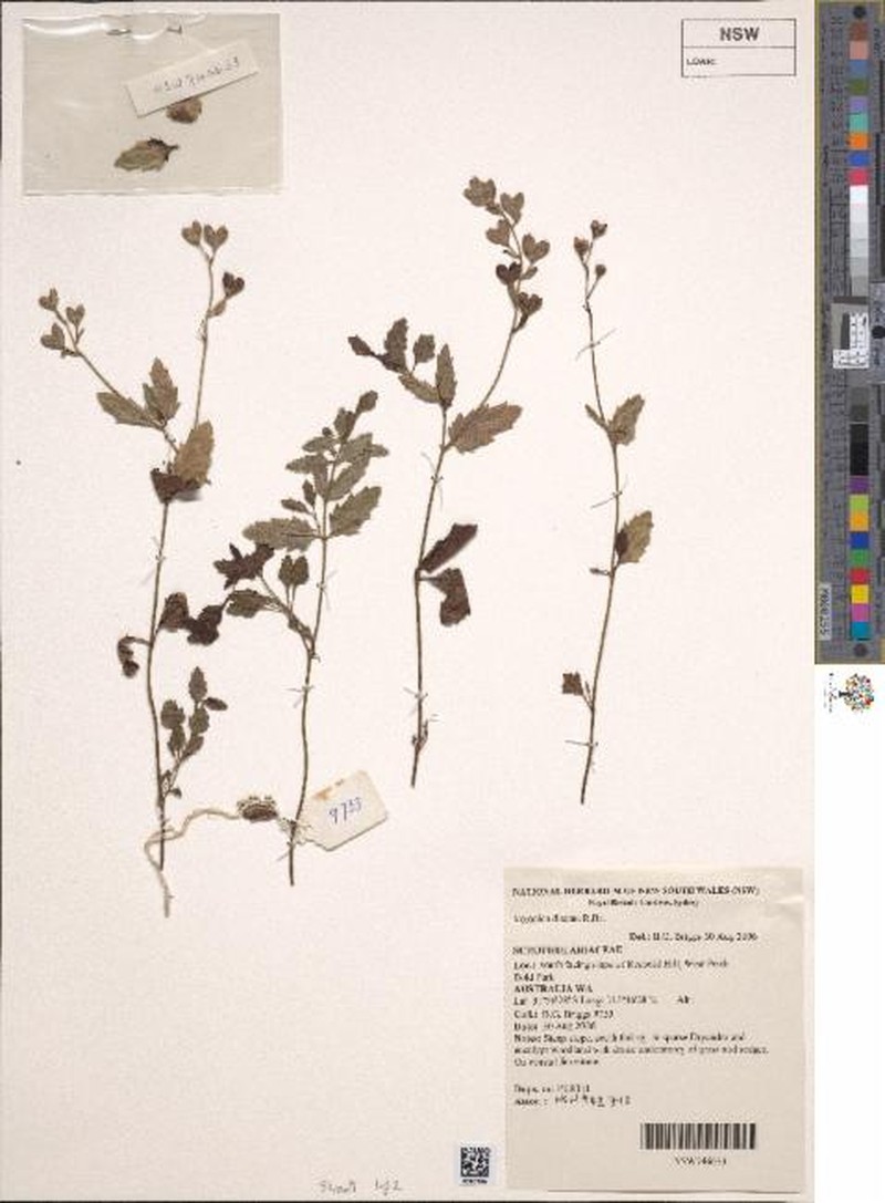 Veronica distans photo 7