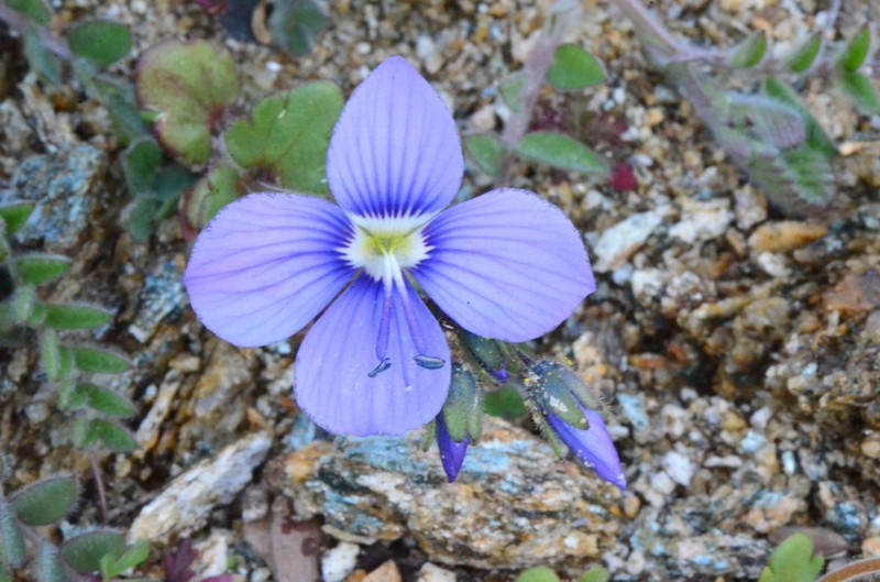 Veronica donii photo 2