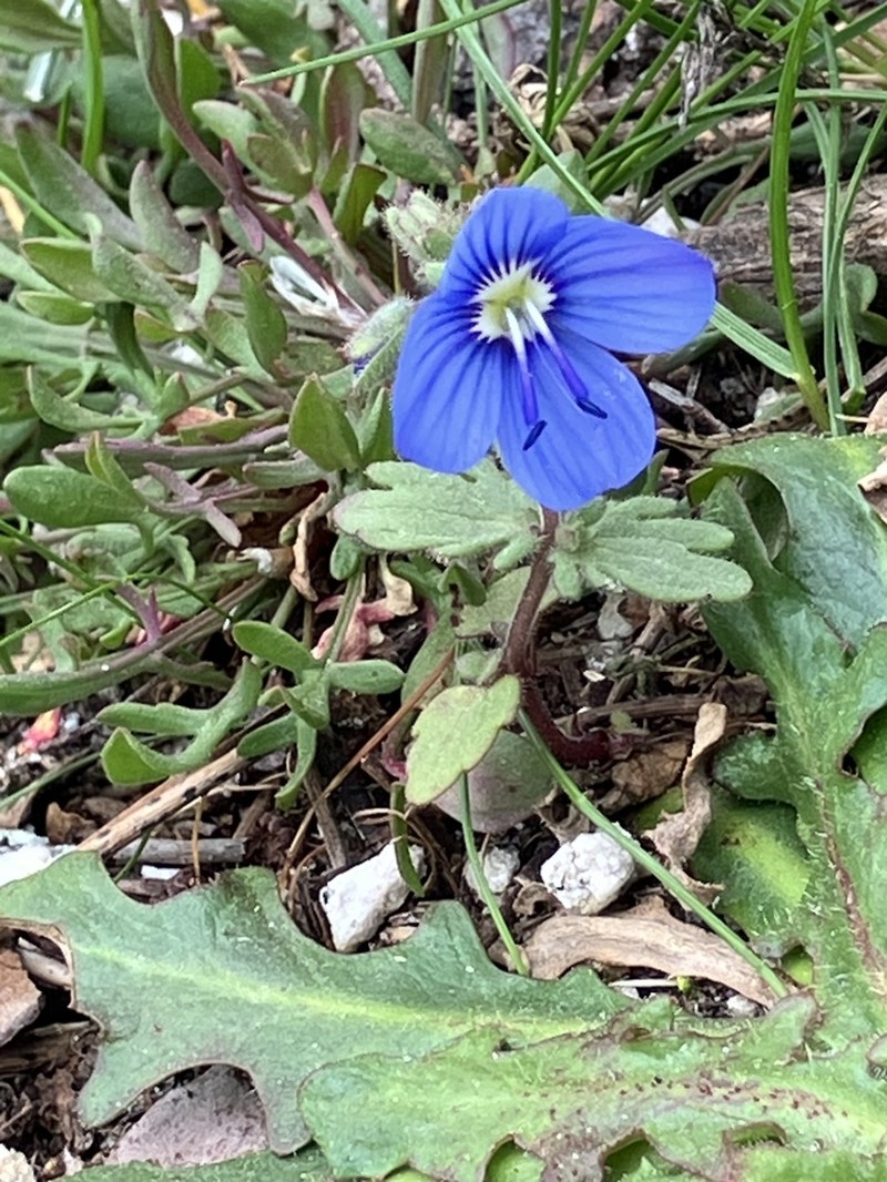 Veronica donii photo 3