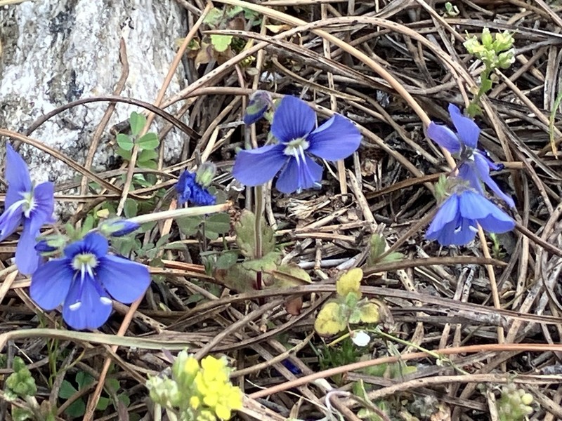 Veronica donii photo 4