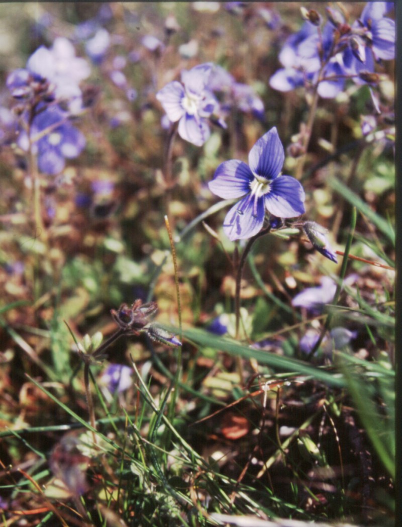 Veronica donii photo 8