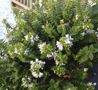 Veronica elliptica