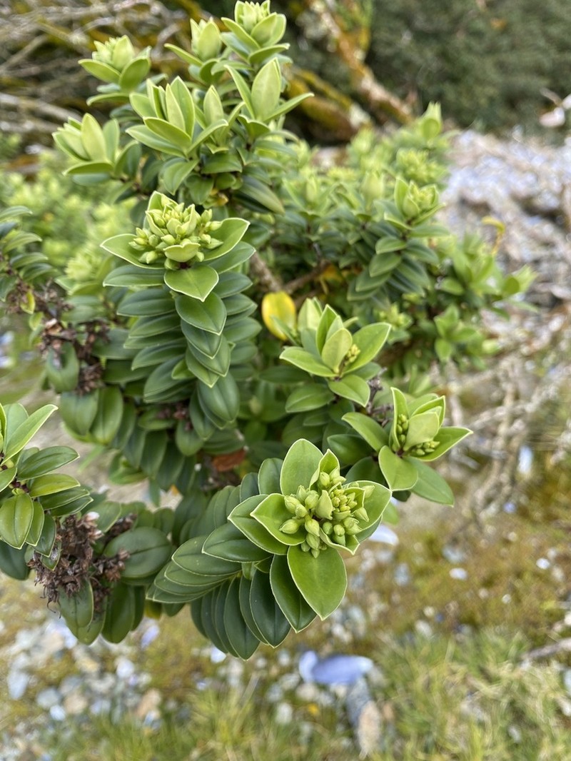 Veronica elliptica photo 2
